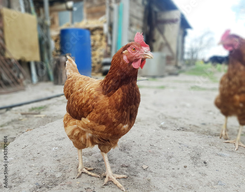 Interested chicken in the village