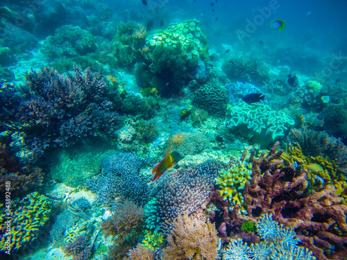 Komodo national park, Indonesia- February 2020: Underwater scenery in the sea of Komodo National Park photo