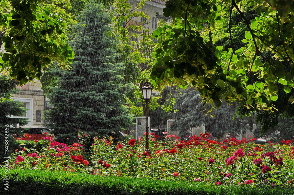 rain flowers in the garden