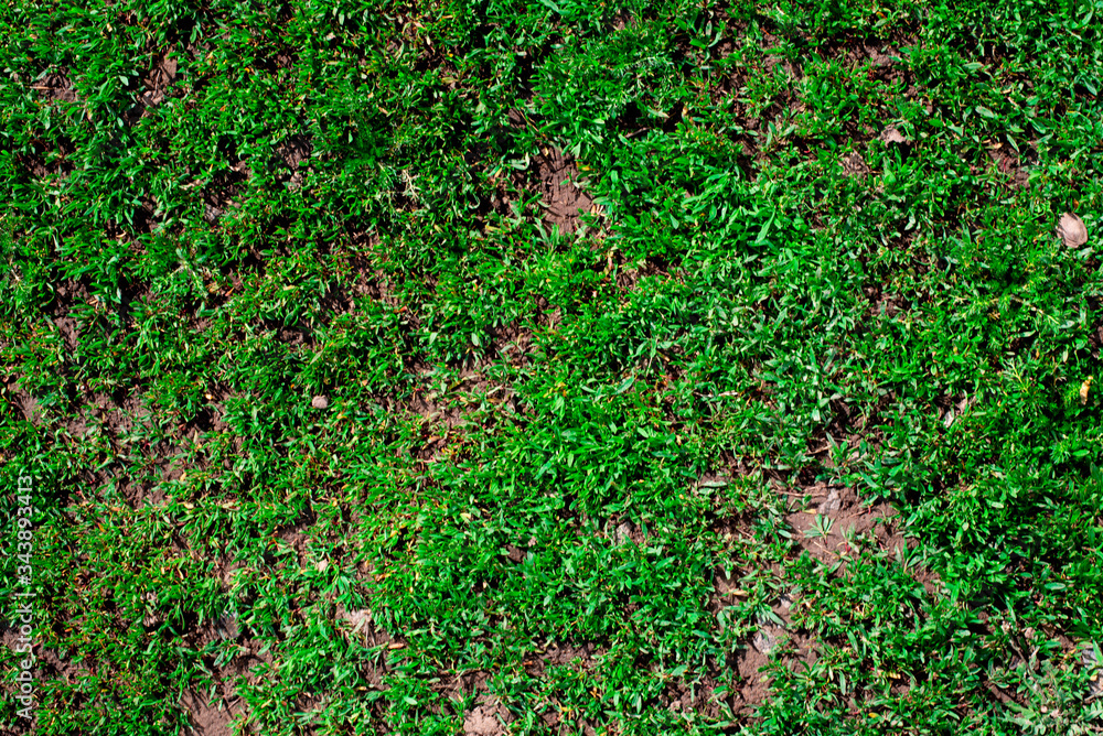 Liquid green grass Liquid green grass