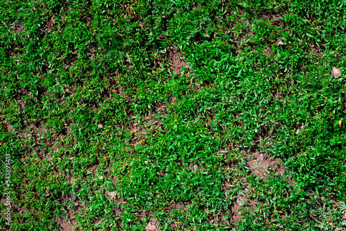Liquid green grass