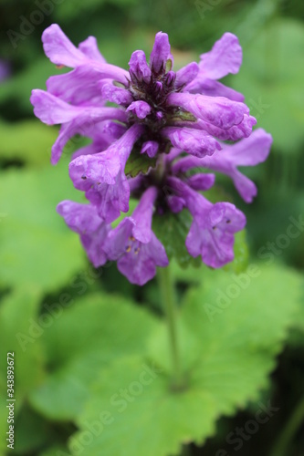 Purple Flower in Icelandic Field