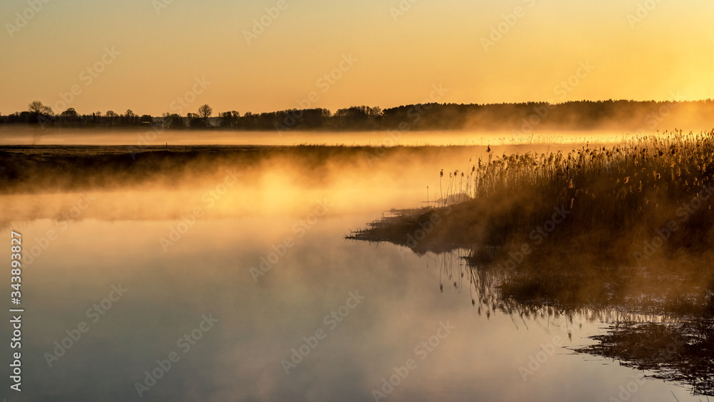 Fototapeta premium Poranek w Dolinie Narwi. Rzeka Narew. Podlaskie wierzby, Polska