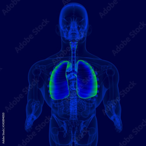 3D Illustration Human Respiratory System Anatomy (LUNGS)