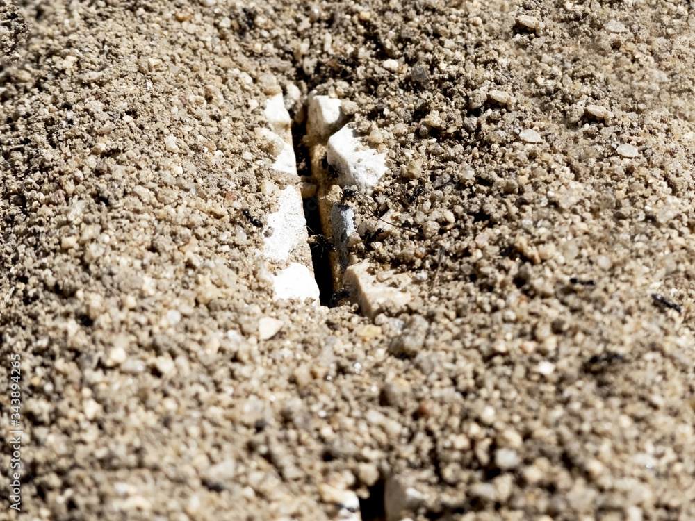 Plan rapproché d'un nid de fourmis Plan rapproché d'un nid de fourmis