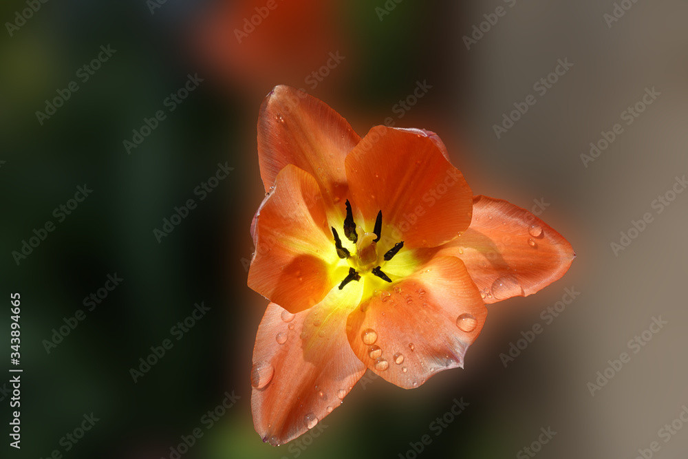 Blüte einer Tulpe Blüte einer Tulpe