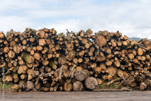 Firewood  sawn trees. Woodpile - stack of wood.