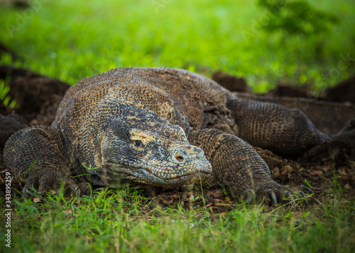 Foto Komodo national park, Indonesia- February 2020:  Komodo dragon, the largest liza