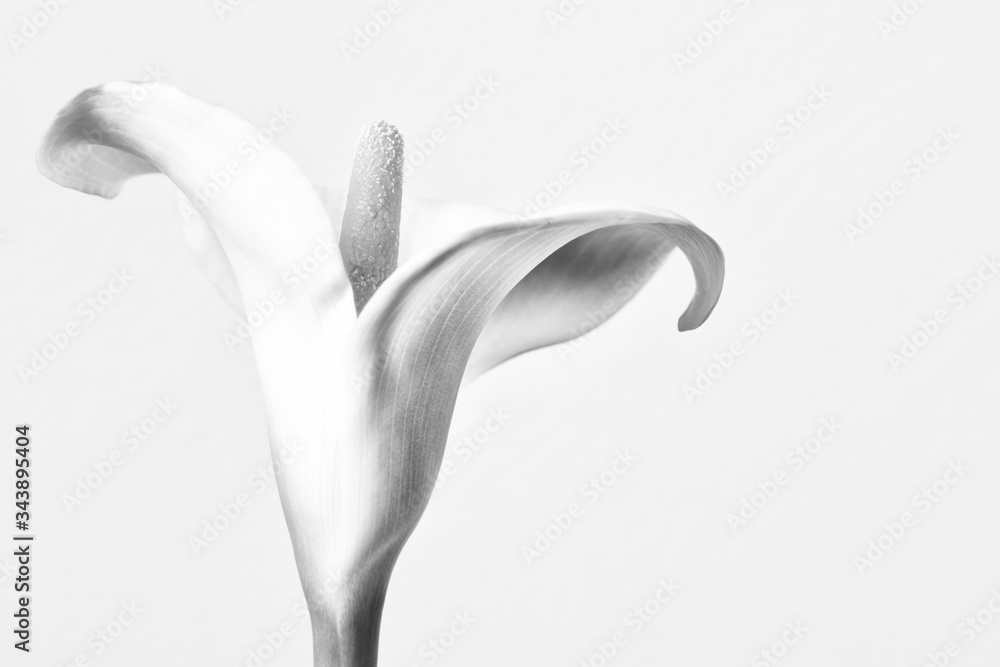 Black and white image of a calla flower. Floral background
