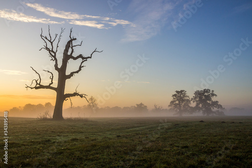 Wallpaper Mural lonely oak on the field at sunset Torontodigital.ca