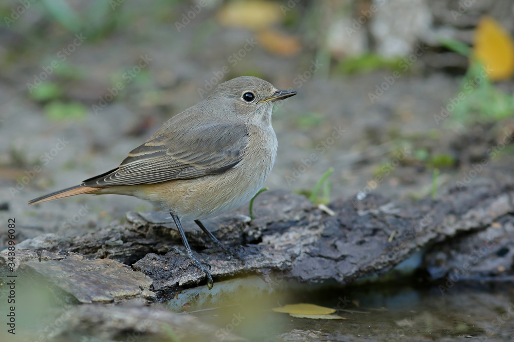 robin on the branch