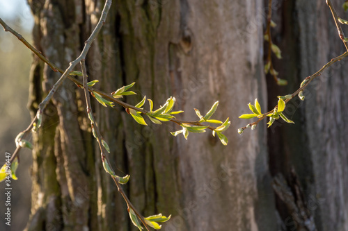 Fototapeta Naklejka Na Ścianę i Meble -  Poranek w Dolinie Narwi. Rzeka Narew. Podlaskie wierzby, Polska