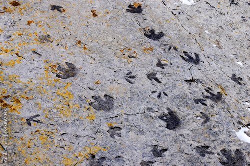 Fossilised dinosaur footprints, Dinosaur Ridge, Colorado, USA