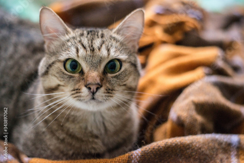 The cat is sitting on an orange blanket