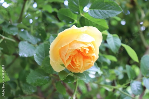 Rose jaune en fleur au printemps - Ville de Corbas - D  partement du Rh  ne - France