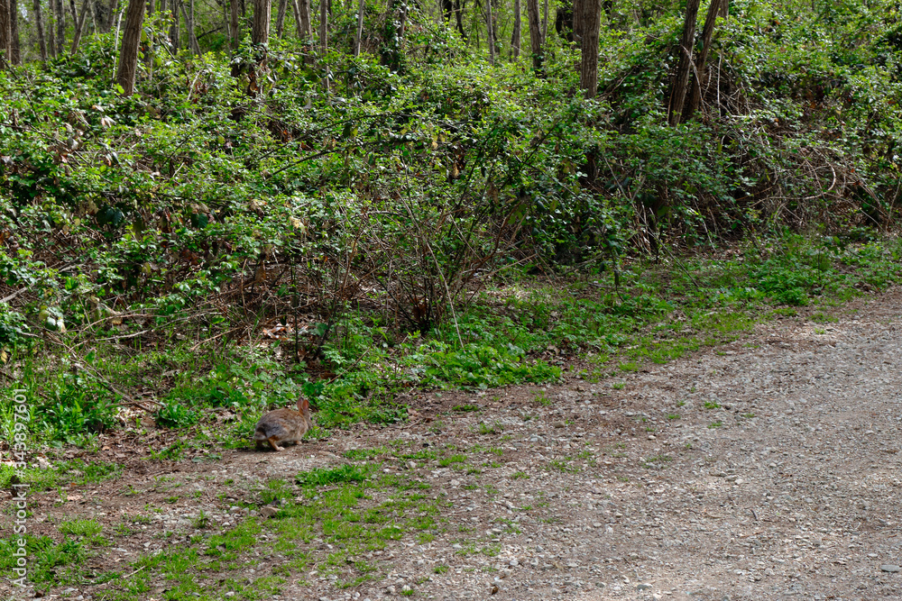 Hare on the path in the middle of the woods. Solo Backpacker Trekking on the Via Francigena from Lucca to Siena. Walking between nature, history, churches, Hare on the path in the middle of the woods. Solo Backpacker Trekking on the Via Francigena from Lucca to Siena. Walking between nature, history, churches,