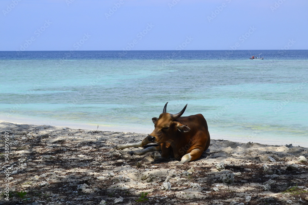 playa tropical azul turquesa y vaca con cuernos sentada playa tropical azul turquesa y vaca con cuernos sentada