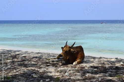 playa tropical azul turquesa y vaca con cuernos sentada 