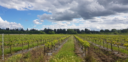 vineyard in france