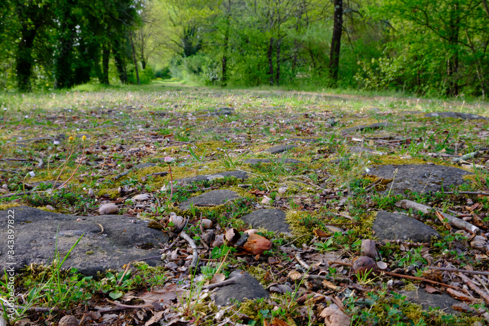 Dry leaves and stones on path in the wood. Solo Backpacker Trekking on the Via Francigena from Lucca to Siena. Walking between nature, history, churches, Dry leaves and stones on path in the wood. Solo Backpacker Trekking on the Via Francigena from Lucca to Siena. Walking between nature, history, churches,