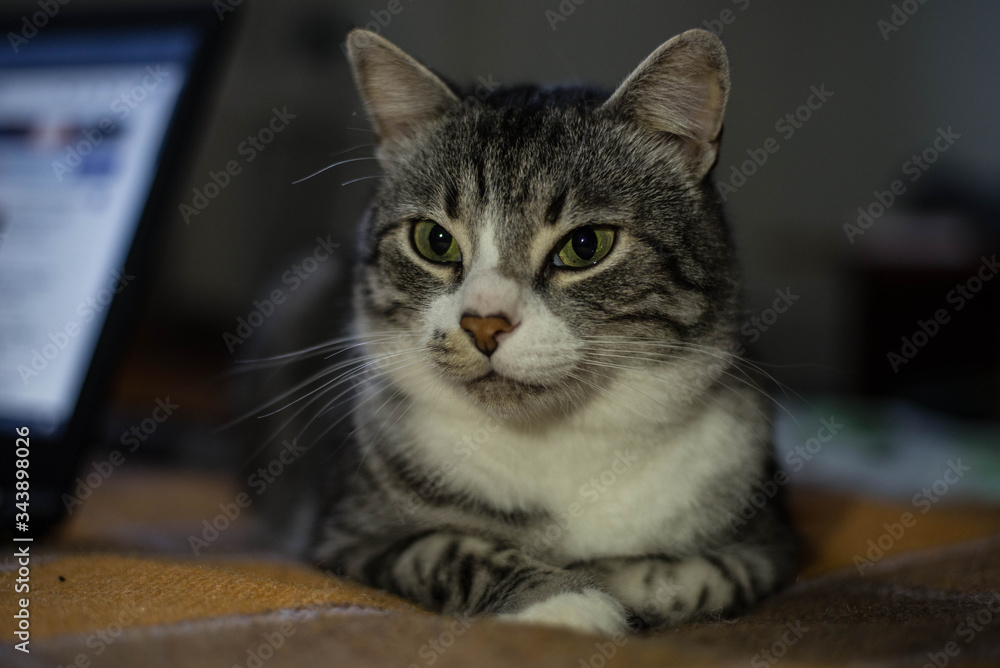 Cat in bed on a computer background