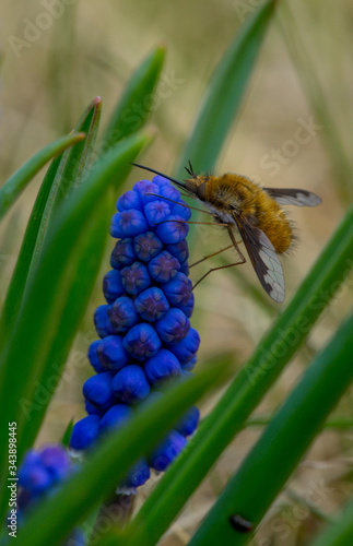 bee on a flower