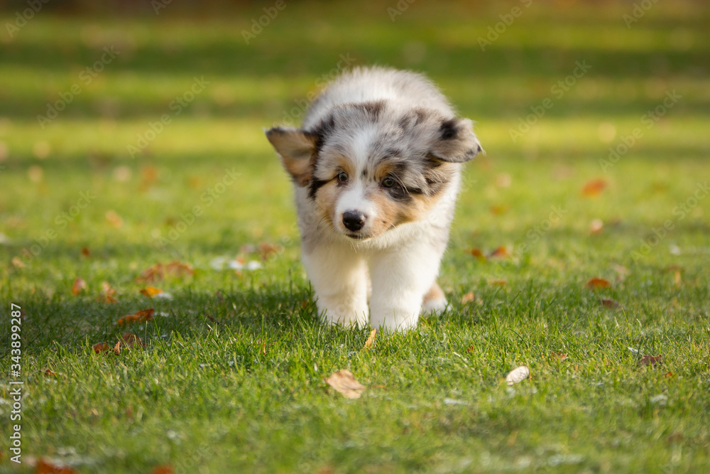 Puppy australian shepherd plays. Pet plays . dog in the yard on the grass Puppy australian shepherd plays. Pet plays . dog in the yard on the grass