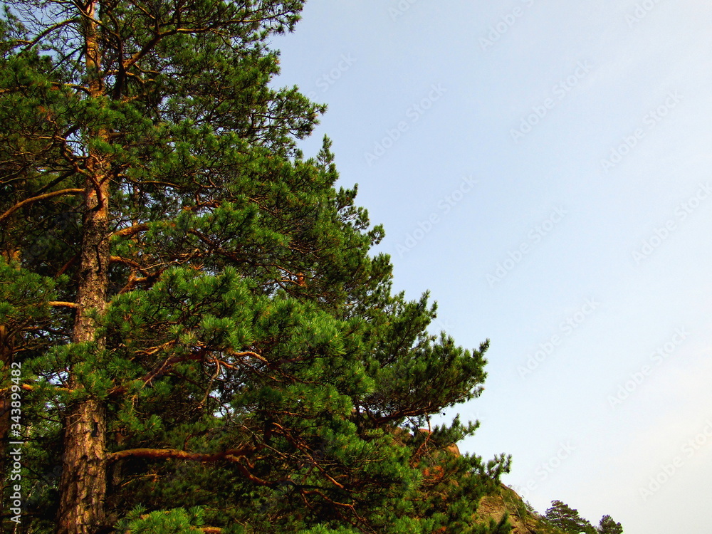 Fototapeta premium Pine tree on the mountain on the blue sky and rocks