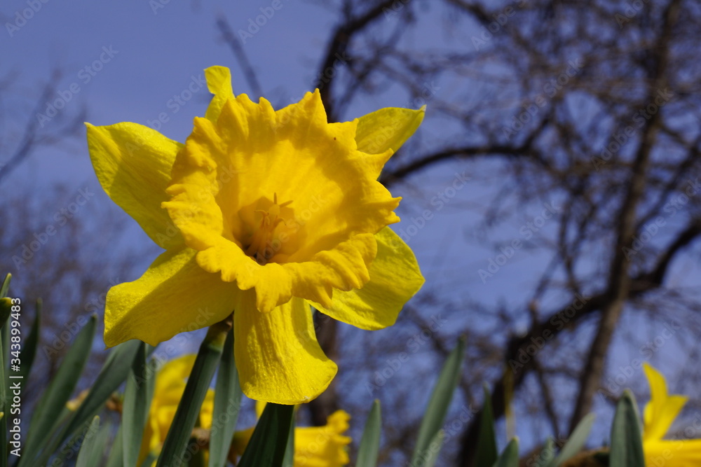 Fototapeta premium Field Of Bright Yellow Daffodils In The Sun