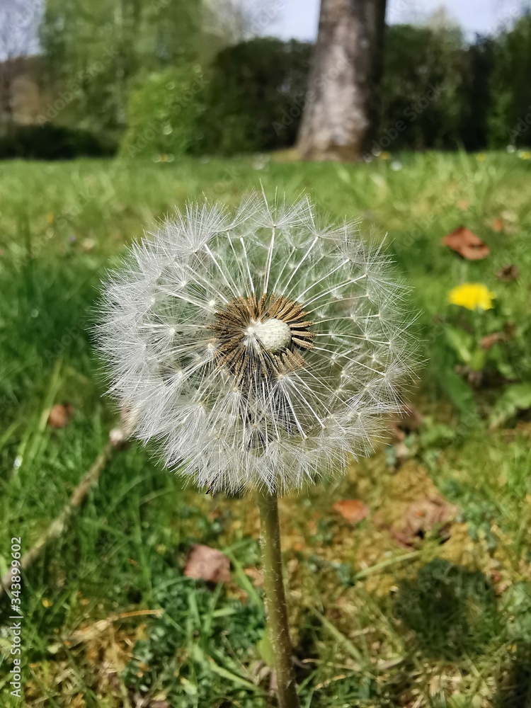 dandelion on a green background dandelion on a green background