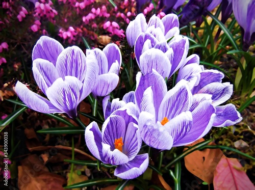 purple crocuses opening at the beginning of the Scottish spring photo