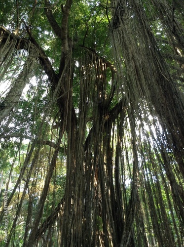 árbol lianas en bosque primer plano