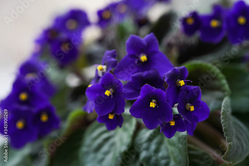 purple violets and green leaves close up