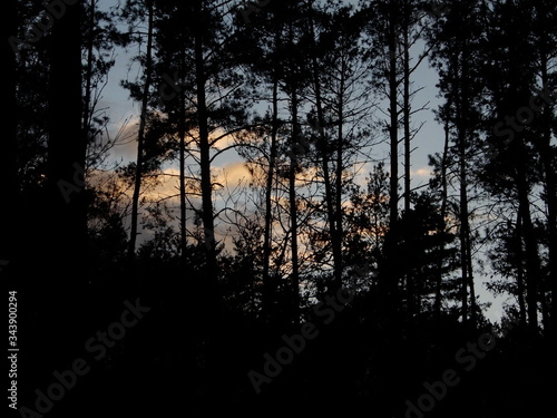 Zachód słońca między drzewami.  © Marlena