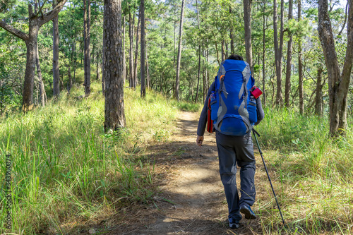 Male trekking backpacker in the pine forest
