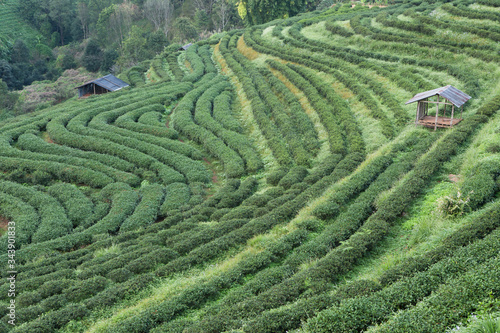 green tea plantation in doi ang khang ,Thailand.