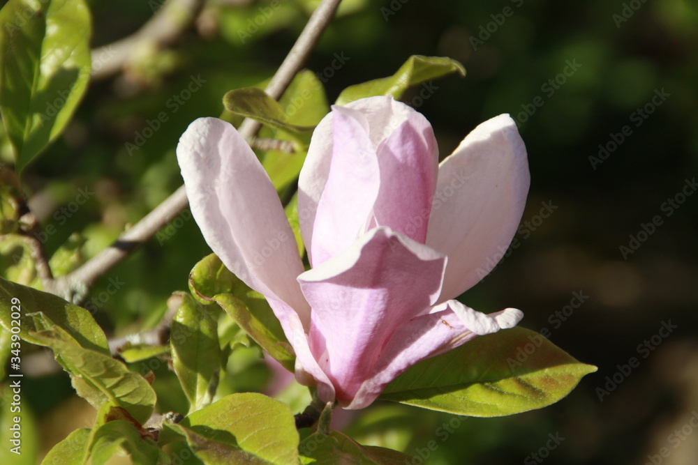Magnolienblüte in der Sonne