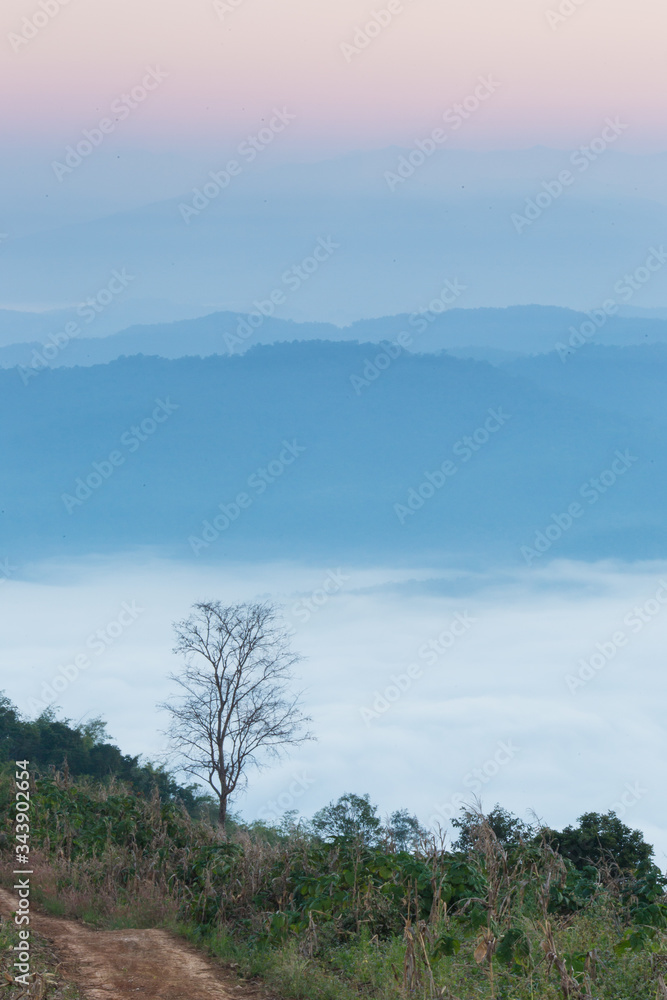 Obraz premium beautiful scenary in the north part of Thailand over the valley of mountain at sun rising giving a beautiful color on the mist in the field (selective focus and white balance shifting applied)
