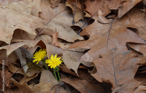 two small yellow flowers among the rusty autumn leaves