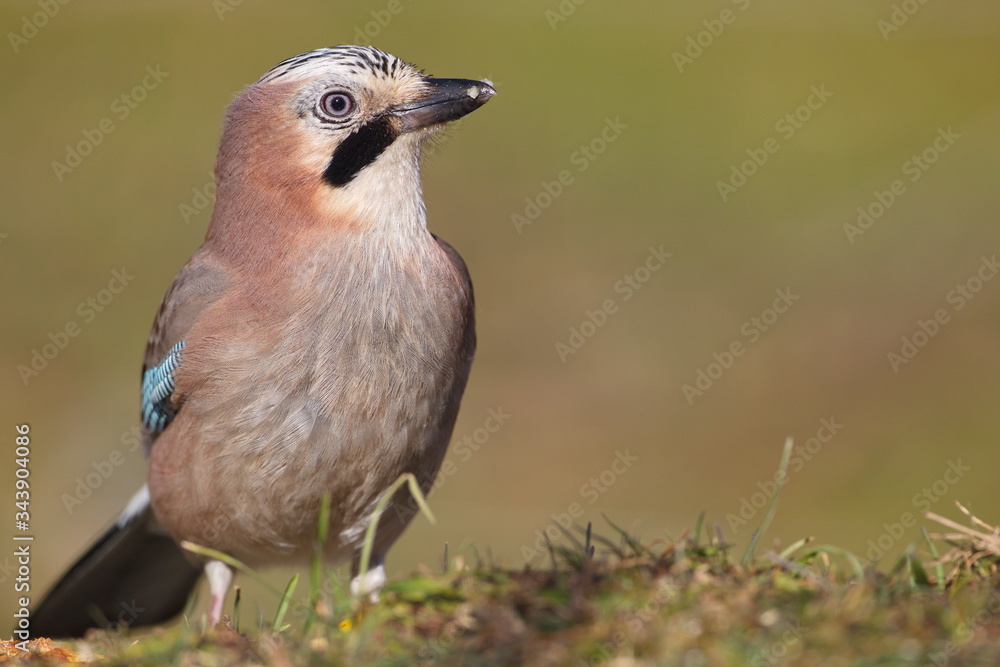 Cremenes, Castilla y Leon/Spain; Jan. 28, 2018. Eurasian Jay (Garrulus glandarius) in the wild in winter. Cremenes, Castilla y Leon/Spain; Jan. 28, 2018. Eurasian Jay (Garrulus glandarius) in the wild in winter.