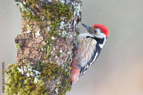 Cremenes, Castilla y Leon/Spain; Jan. 27, 2018. Middle spotted woodpecker (Dendrocopos medius)  in the wild in winter. photo