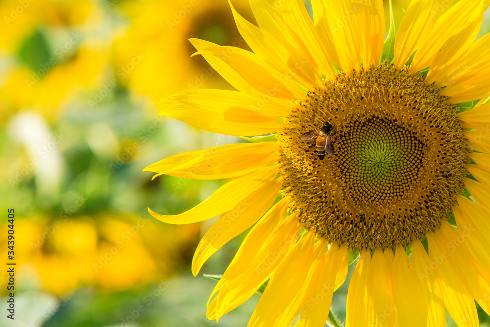honey bees, foraging for nectar and pollen on a yellow sunflower. honey bees, foraging for nectar and pollen on a yellow sunflower.