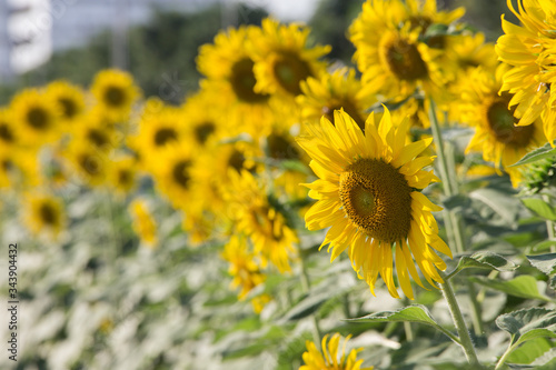 Sunflower field