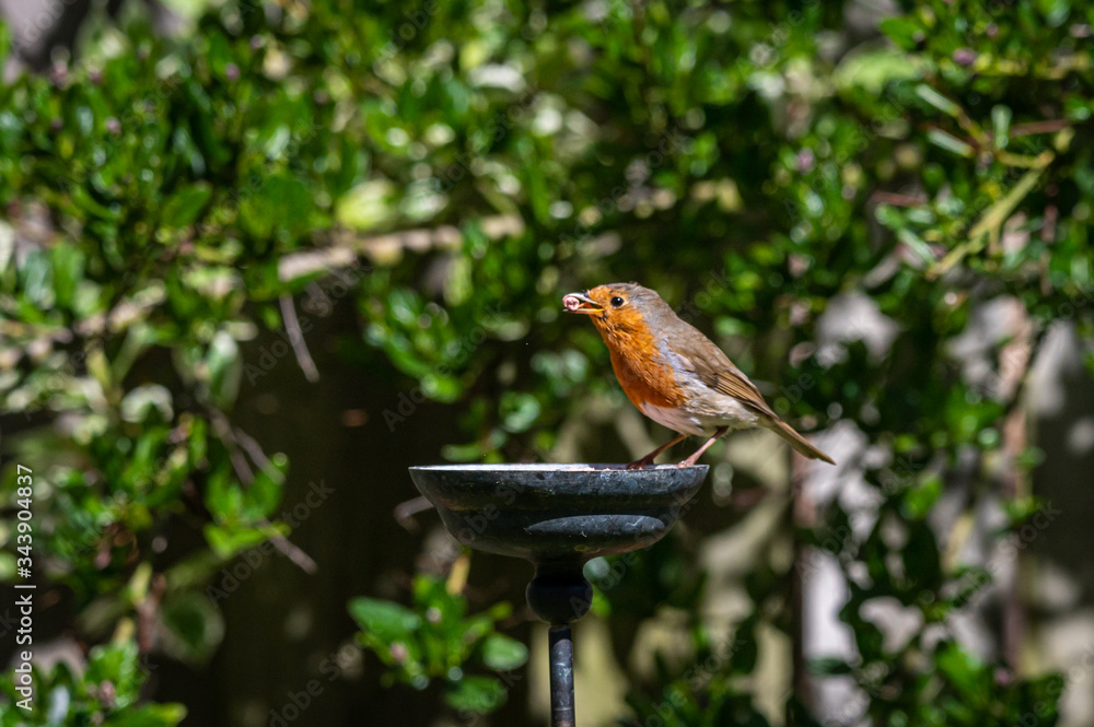 Fototapeta premium Wild robin, erithacus rubecula, perched on suet garden bird feeder