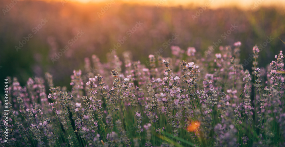 Naklejka premium Beautiful lavender fields at sunset