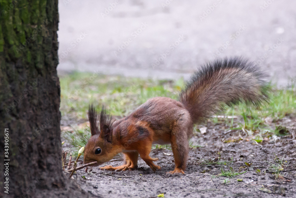 Selective focus photo. Squirrel, Sciurus vulgaris. Selective focus photo. Squirrel, Sciurus vulgaris.