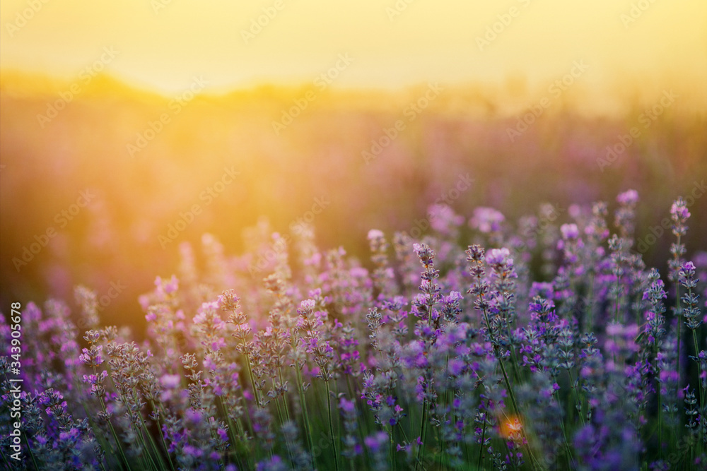 Obraz premium Beautiful lavender fields at sunset