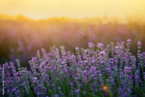 Beautiful lavender fields at sunset