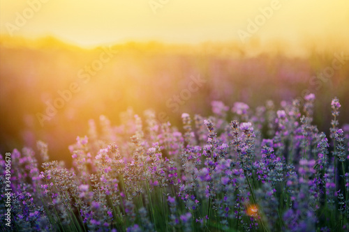 Beautiful lavender fields at sunset