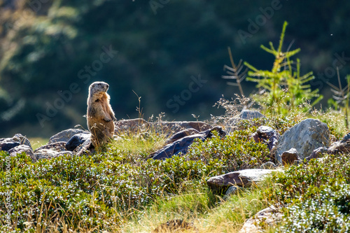Marmotta al Parco Nazionale dello Stelvio photo